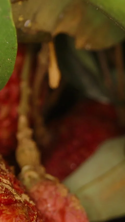 Vertical video. Close-Up of Ripe Red Lychee Fruits Hanging from Tree Branches Stock Footage 311031717