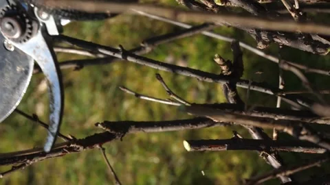 Vertical video. Close up. Sharp garden shears cut the branches on the bushes. Video stock 263069761