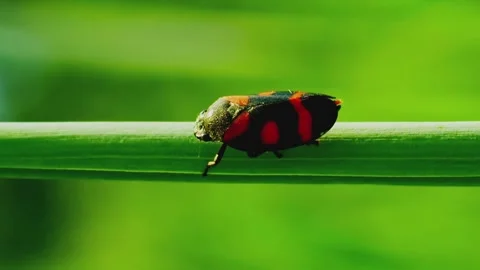 Vertical video close up shot of cercopis vulnerata or cicada sits on stalk Stock Footage 246958466