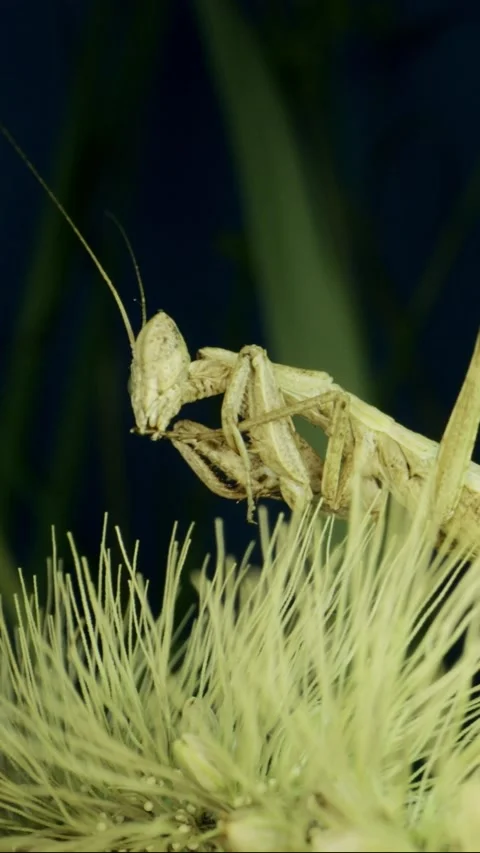 Vertical video, Close-up of small praying mantis sits on blade of grass and Stock Footage 205118230