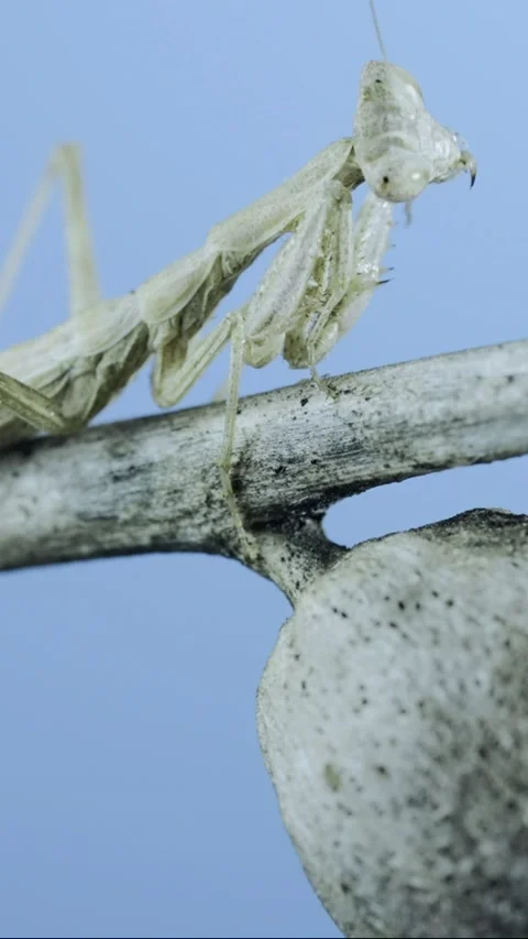 Vertical video, Close up of small praying mantis sits on a dry shrub branch  Stock Footage 205283276