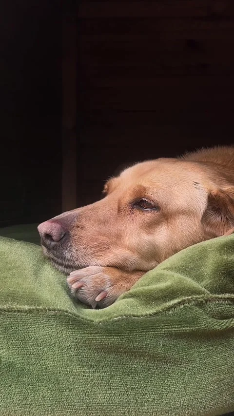 Vertical video close up. Street stray homeless red dog lies on green pillow Stock Footage 304562942