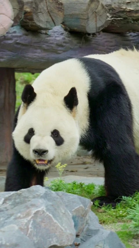 Vertical Video Close-up of a strong and healthy Chinese giant panda walking. Stock Footage 332629270