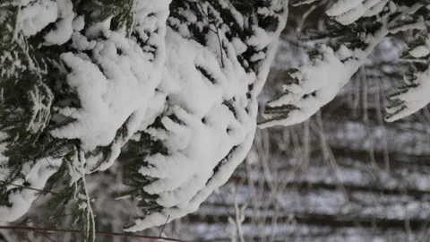 Vertical video of close up of a tree covered in snow, forest during winter Stock Footage 148707548