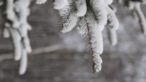 Vertical video of close up of a tree covered in snow, forest during winter Stock Footage 148707724