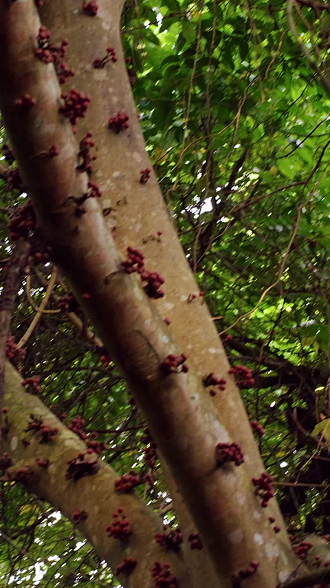 Vertical video. Close Up of Tropical Fig Tree Branches Covered With Clusters of Stock Footage 336712665