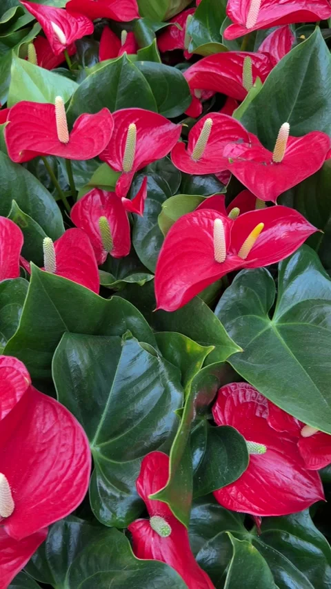 Vertical video close up of vibrant red flowers in garden Video stock 319446283