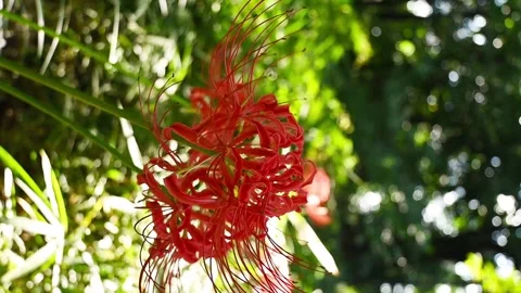 Vertical video of a close-up video shot of blooming red spider lily flowers Stock Footage 318389095