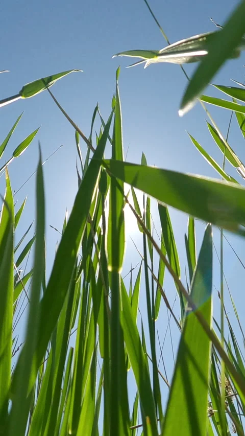 Vertical video, Close-up view from below of tall green grass against blue sky Stock Footage 300397986