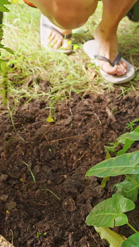 Vertical video. Close View of a Gloved Woman Loosening Dark Soil with a Green Ha Stock Footage 340249113