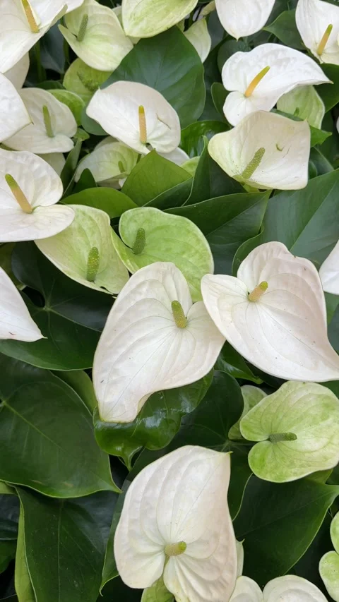 Vertical video close up of white flowers in sunlight 스톡 동영상 319446264