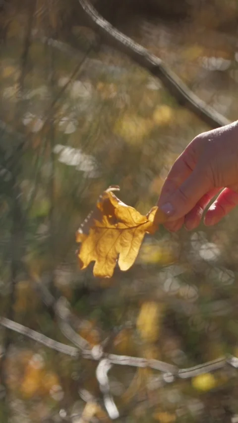 Vertical video. Close up. A woman's hand holds an autumn oak leaf in the Stock-Footage 298887051