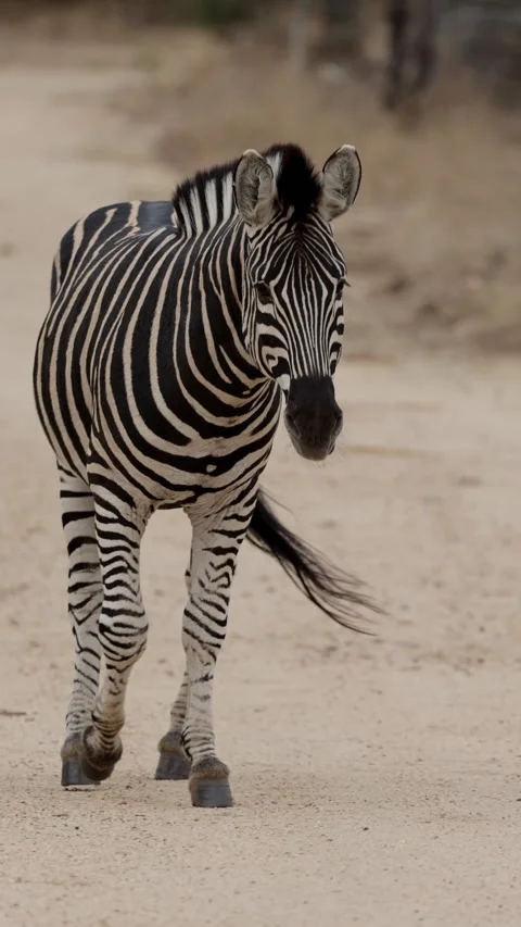 Vertical video, a close-up of a zebra on high alert Vídeos de archivo 344792996
