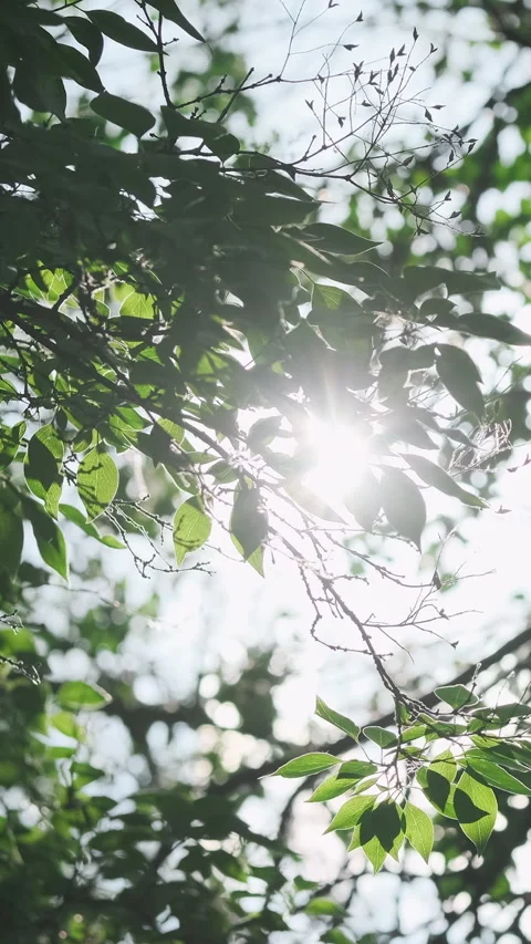 Vertical video, closeup, bright green leaves sway in wind. Spring abstract Video stock 278412459