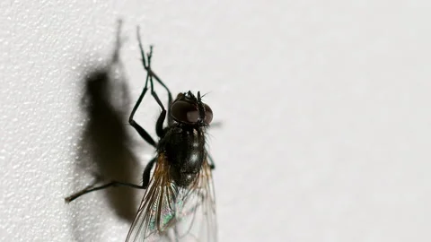 Vertical video closeup fly rubbing limbs on white Stock Footage 209812922