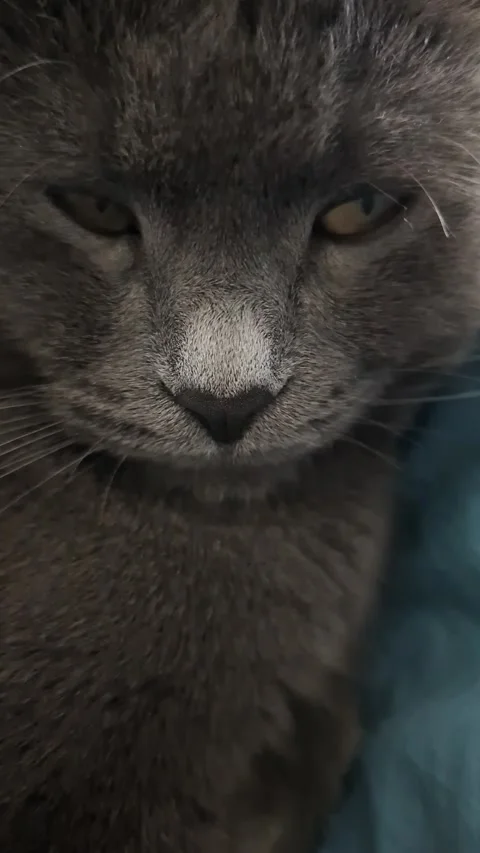 Vertical video closeup gray cat face relaxing on blue bed Stock Footage 317687785