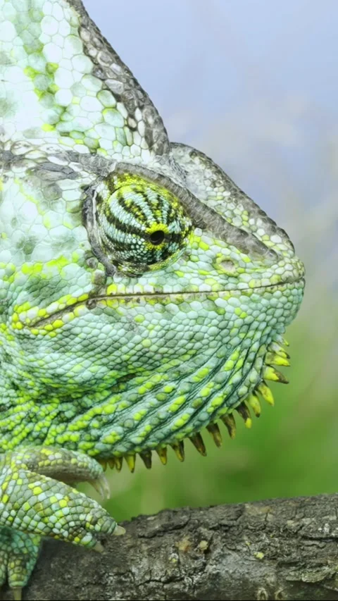 Vertical video, Closeup portrait of Aggressive behavior of an adult chameleon Stock Footage 205811123