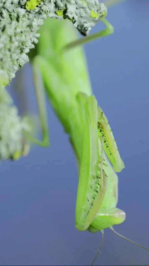 Vertical video, Closeup portrait of Green praying mantis hangs under tree branch Stock Footage 205119082