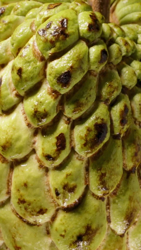 Vertical video. Closeup of Sugar Apple Surface with Scale-Like Pattern and Green Stockbeeldmateriaal 314433290