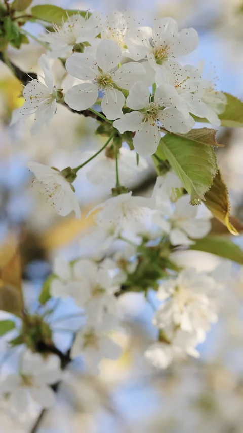 Vertical video closeup white sakura flowers cherry blossom in full bloom in soft Vidéo 333580462
