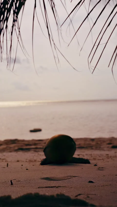 Vertical video. Coconut Falling from Palm Tree onto Sandy Beach and Rolling towa 動画素材 329061512