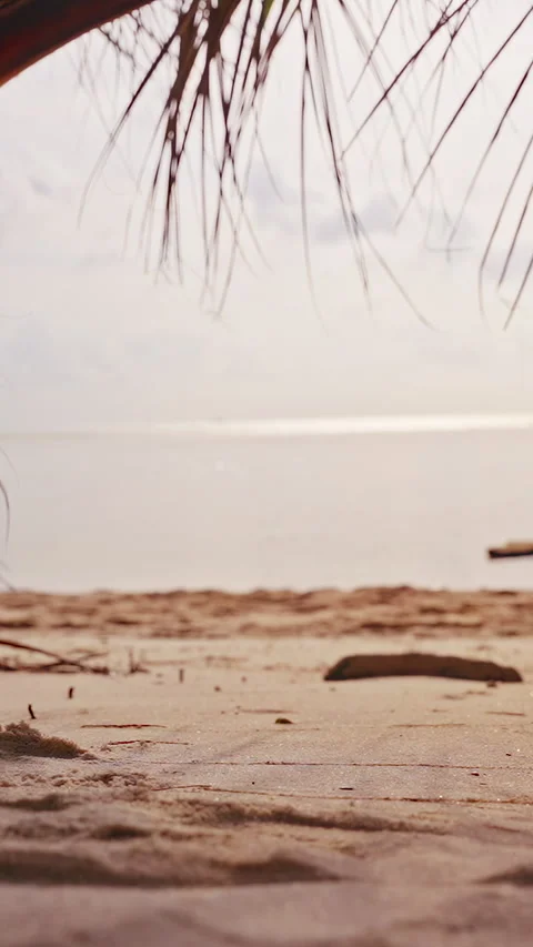 Vertical video. Coconut Resting on Sand under Palm Leaves after Falling, Gentle 動画素材 329061706