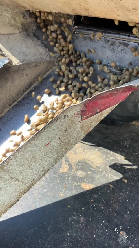 Vertical Video of Coffee Beans Processing on Conveyor Stock Footage 343486069