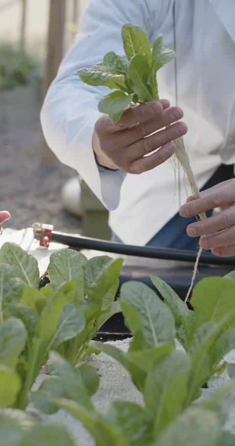 Vertical video: Colleagues in lab coats checking roots in tray for study while Stock Footage 338342959