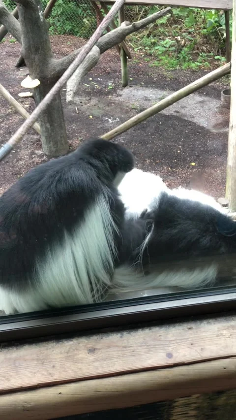 Vertical Video Of Colobus Monkey Picking  Bugs Off Another Colobus Monkey Stock Footage 275437112