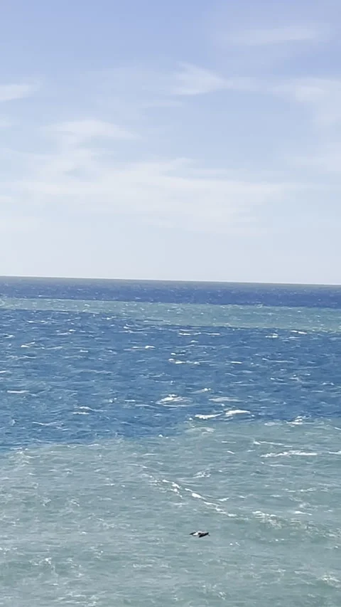 Vertical video of a common gull flying over the sea in search of food Stock Footage 266063398