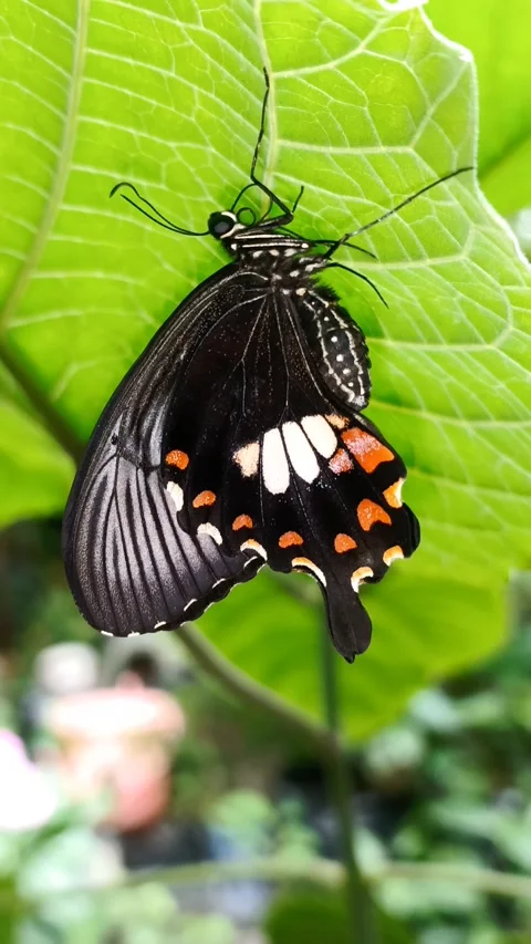 Vertical video of Common Mormon butterfly perch on green leaf, Papilio polytes Stock Footage 342938831