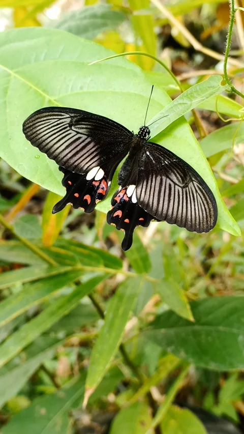 Vertical video of Common Mormon butterfly perch on green leaf, Papilio polytes Stock Footage 342940116