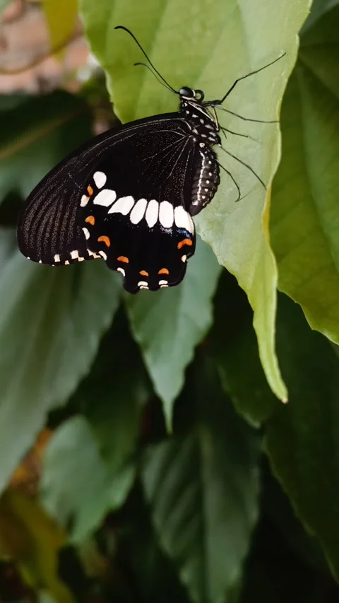 Vertical video of Common Mormon male butterfly perched on leaf, Papilio polyt Stock Footage 343914550