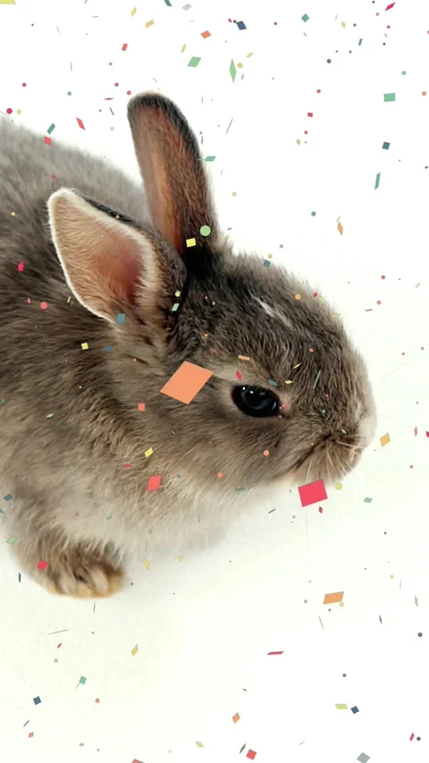 Vertical video: Confetti falling onto grey rabbit, it reacting, shifting gaze Video stock 329703516