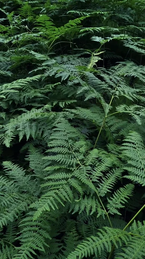 Vertical video with copy space for text. Green fern leaves in forest Stock Footage 282794662