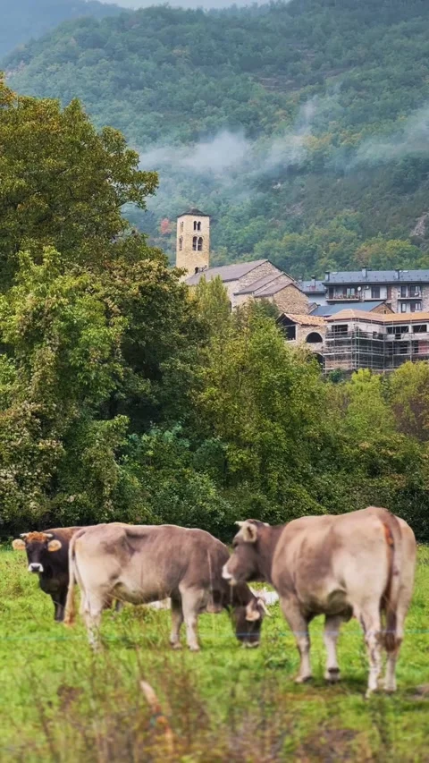 Vertical Video Cows and Spanish Village Stock Footage 320117154
