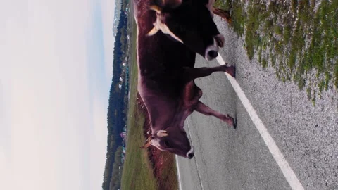 Vertical video cows cross the empty road in the mountains in Montenegro Stock Footage 246958101