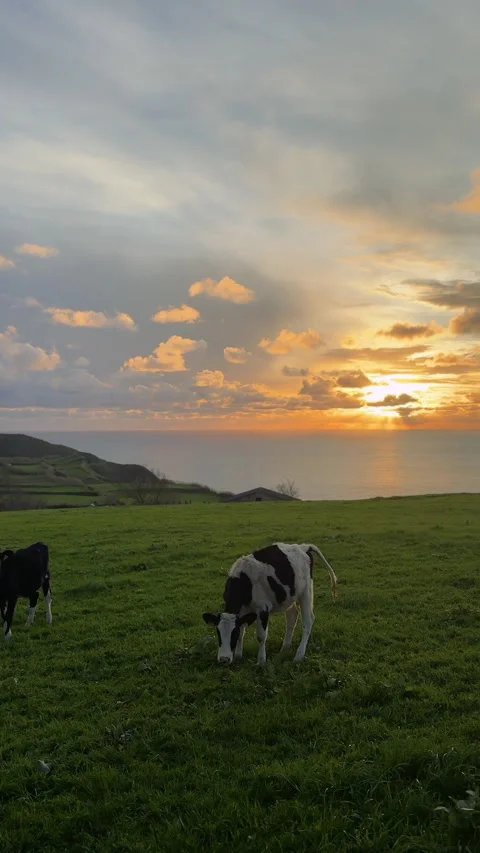 Vertical Video of Cows at Sunset, São Miguel Island Azores 스톡 동영상 316555313
