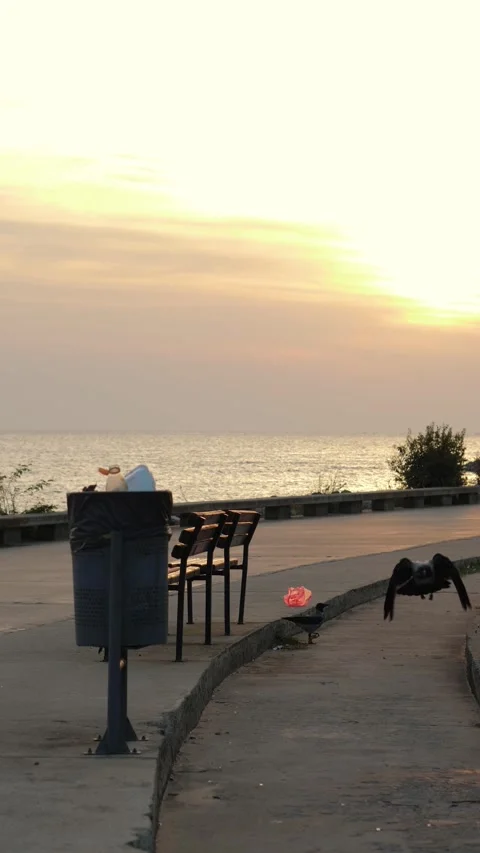 Vertical video of Crow food in a garbage Stock Footage 292833683