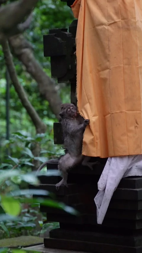 Vertical video of Curious baby monkey climbing hindu shrine in bali forest Stock Footage 332228459