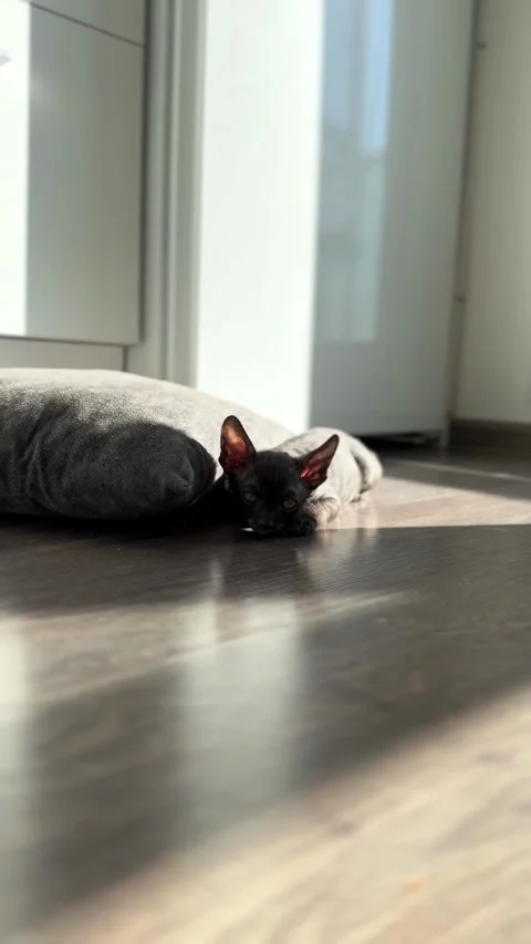 Vertical video Curious Kitten Chasing Sunbeams Stock Footage 308808728