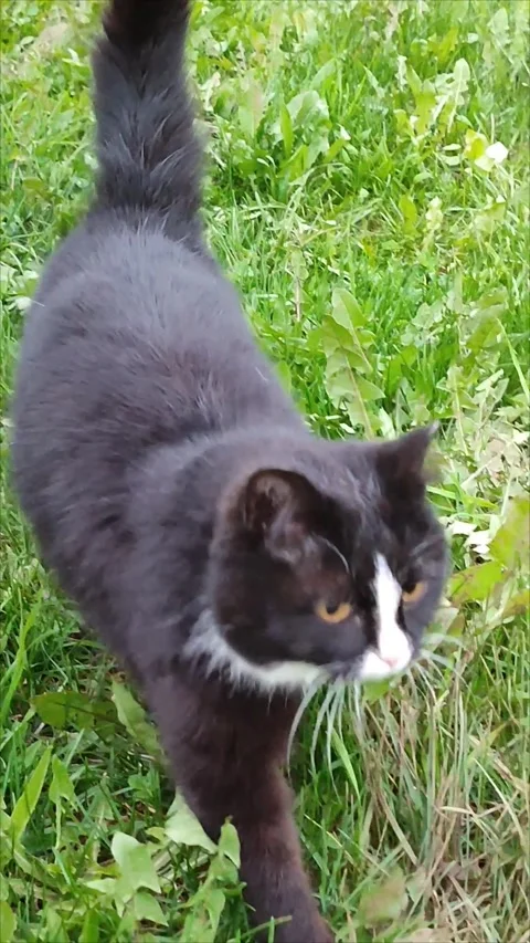 Vertical video of cute black and white cat walking on summer day on smart phone Stock-Footage 319079536