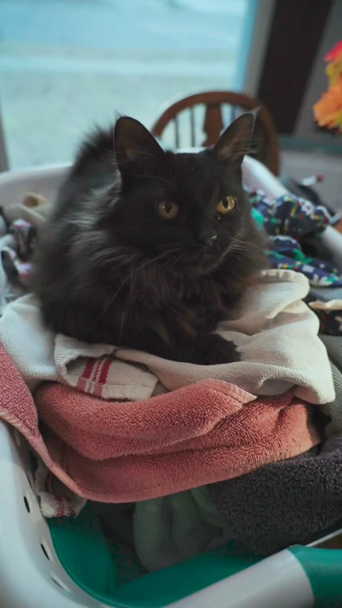Vertical video of a cute black cat sitting inside a laundry basket Vídeos de archivo 313769627