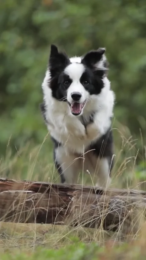 Vertical Video: Cute border collie dog jump over log on grass in a beautiful Stock Footage 303525087
