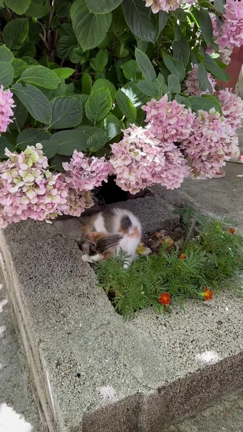 Vertical video of cute cat resting under pink hydrangeas in Croatia Stock Footage 316822914