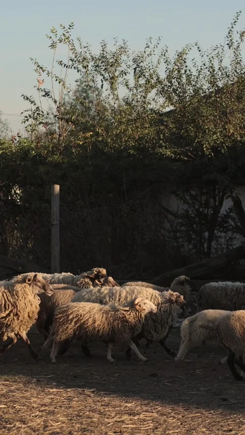 Vertical video. Cute fluffy sheep herd runs into barn after daily grazing at Stock-Footage 321656383