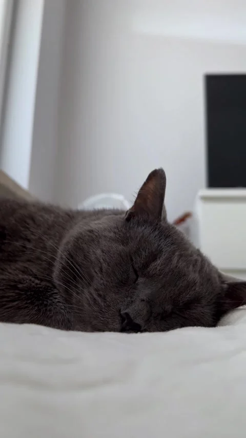 Vertical video Cute Gray Cat Sleeping on White Blanket Stock Footage 308809776
