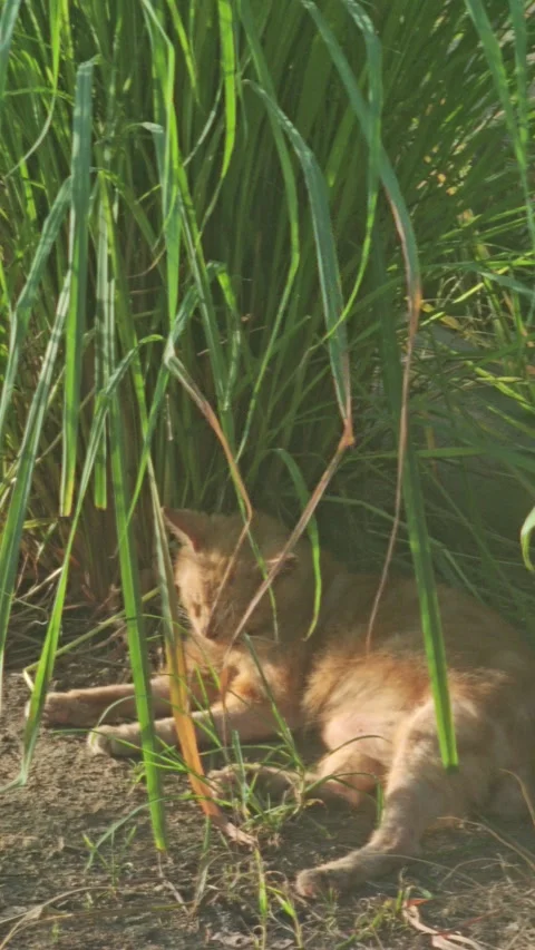 Vertical video of a cute orange cat resting in shade under tall green grass Stock Footage 339916480