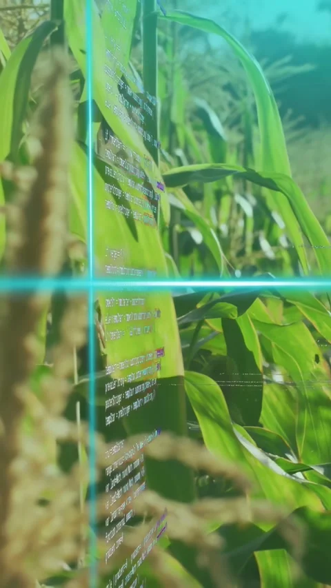 Vertical video: Cyan beam starting code overlay, camera moving toward tassel Stock Footage 333821189