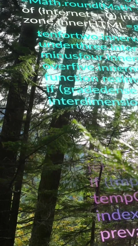 Vertical video: Cyan code block appearing and scrolling over conifer trunks, Stock Footage 329613005
